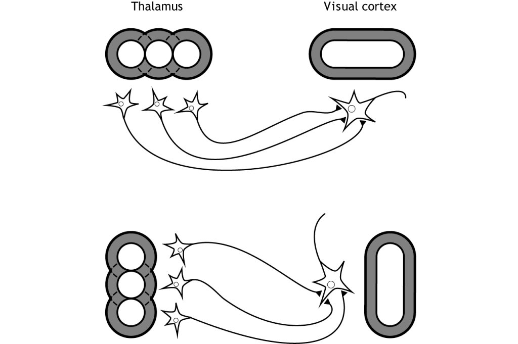 Illustration of thalamic neurons synapsing on visual cortex neurons with respective receptive fields.