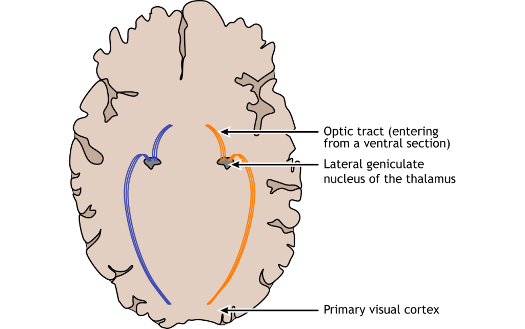 Illustration of the visual pathway in the brain.