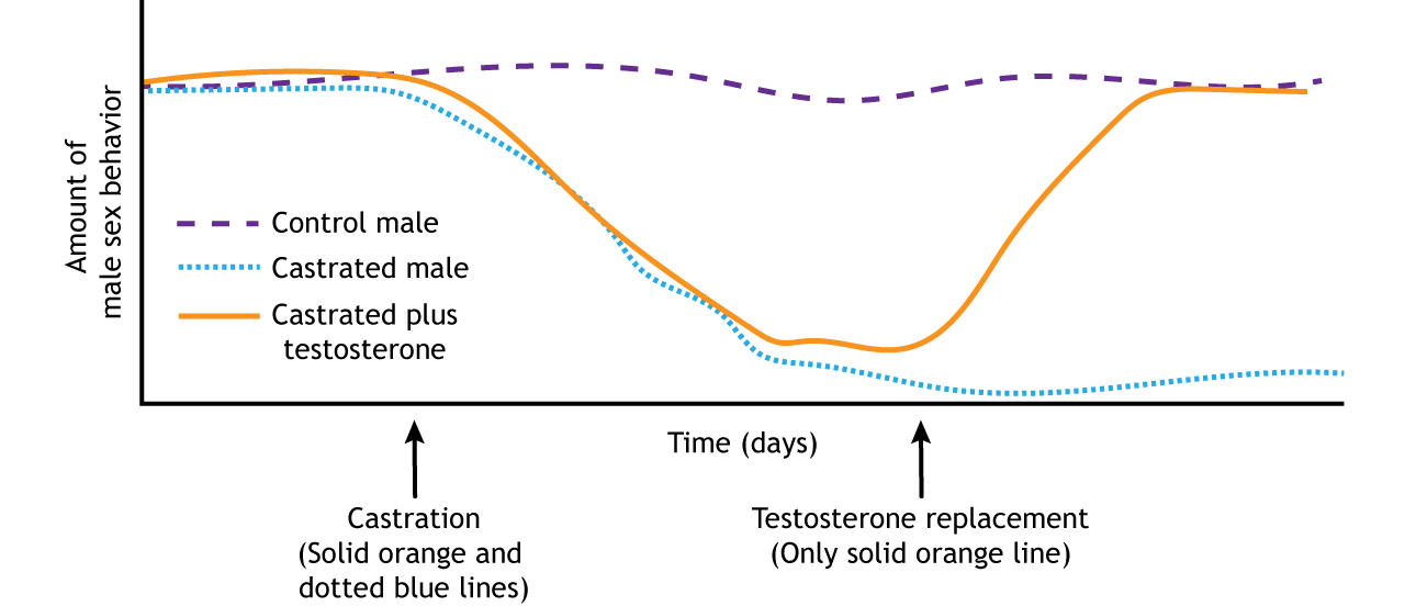 Sexual behavior graph in control and castrated male rats. Details in text and caption.