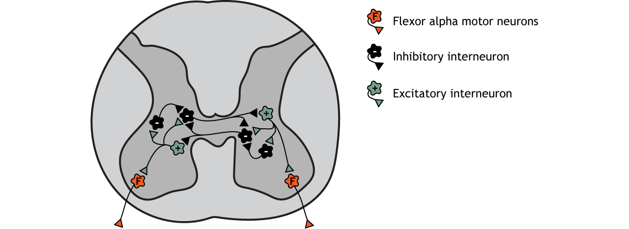 Illustration of spinal cord and a circuit of interneurons and motor neurons. Details in caption.