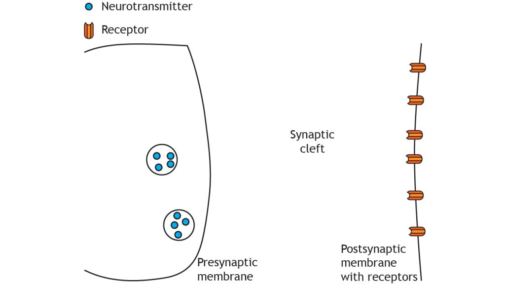 Illustrated chemical synapse.