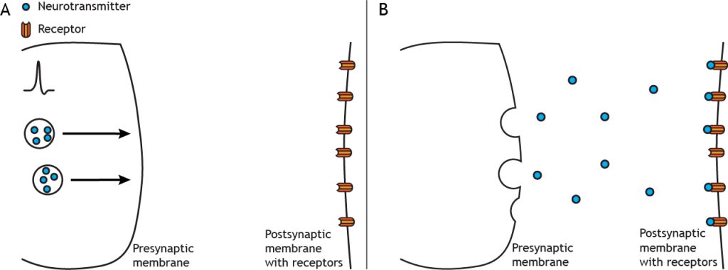 Illustrated synapse showing neurotransmitter release. Details in caption.