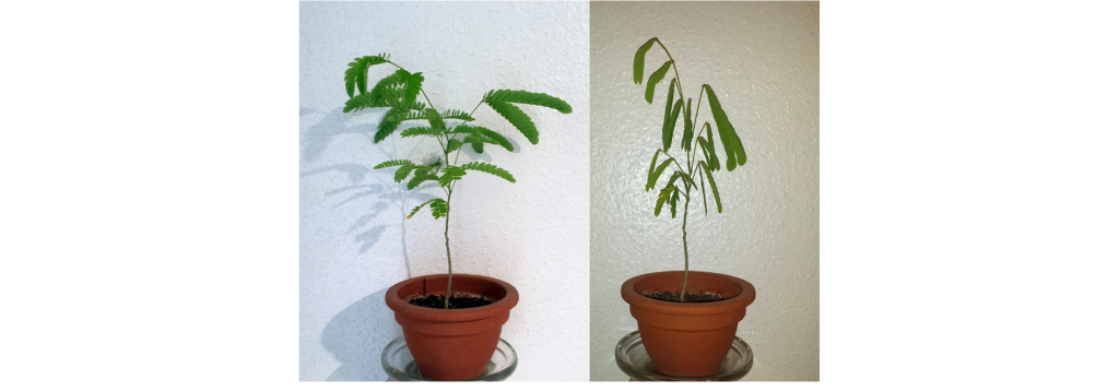 Photo of Mimosa pudica plant with open and closed leaves. Details in caption and text.