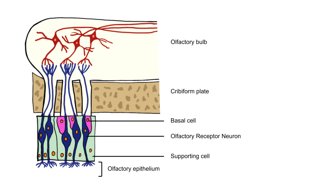 Image of olfactory receptor neurons within the olfactory epithelium. Details in caption and text. 