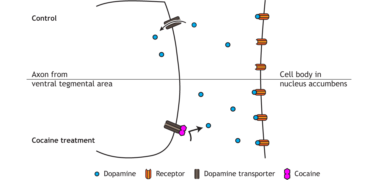 Illustration of cocaine action in a synapse.