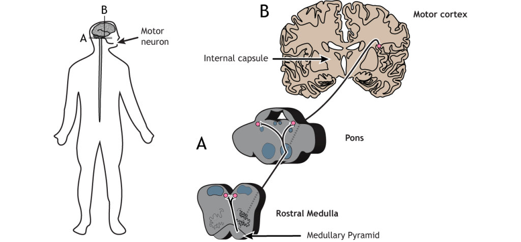 Illustration of the corticobular pathway. Details in caption