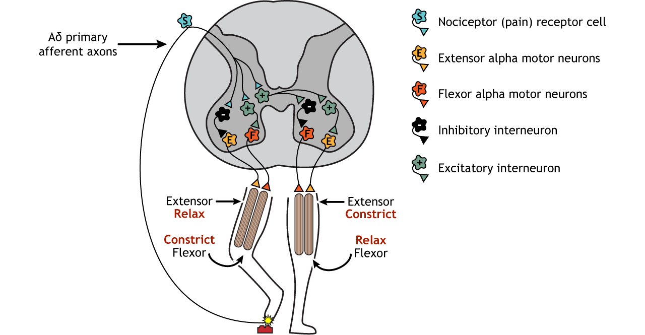 Illustration of leg and spinal cord showing synapses involved in the crossed-extensor reflex. Details in caption.