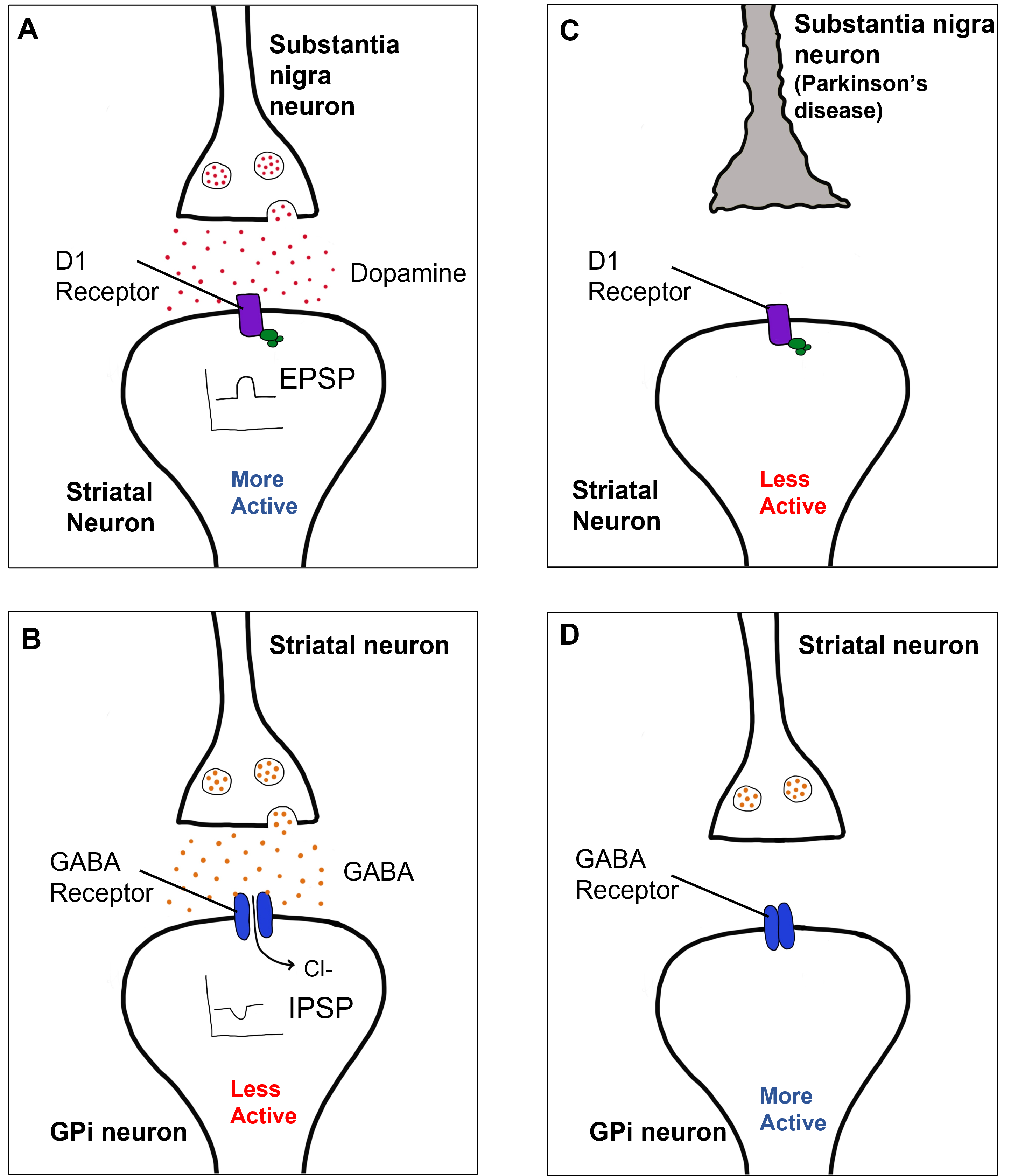 Comparison of how D1 receptor activation between healthy individuals and those with Parkinson's disease. Details in caption and text.