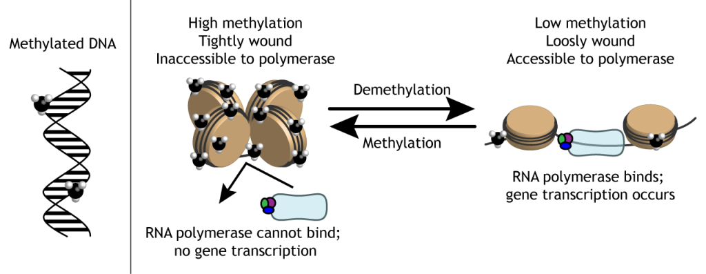 Illustration of how epigenetic methyl groups can alter DNA coiling around histones. Details in caption.