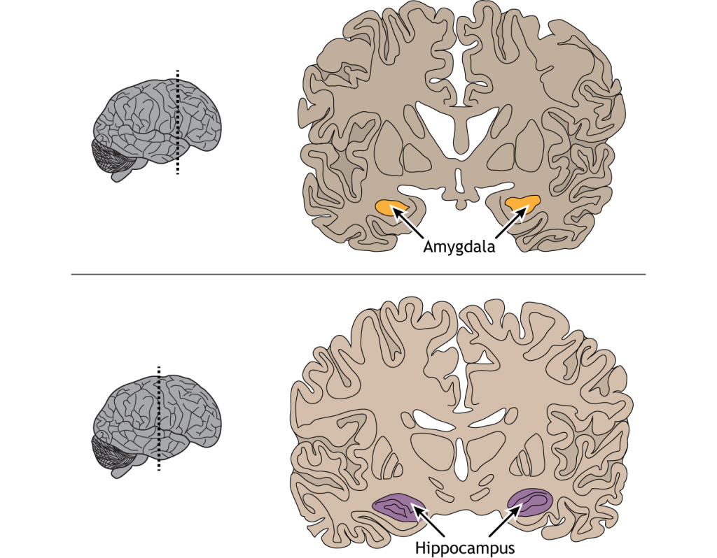 Illustration of coronal brain sections showing the location of the amygdala and hippocampus.