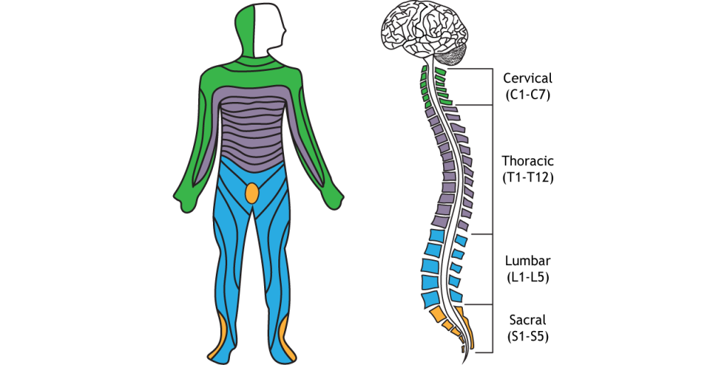 Illustration of the divisions of the spinal cord and related dermatomes.