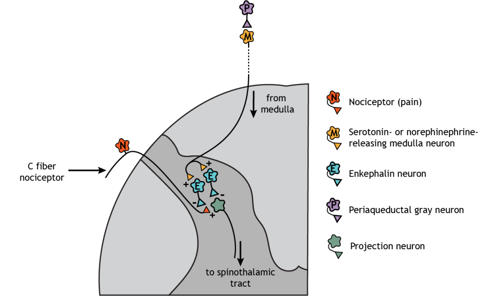 Illustration of dorsal horn in the spinal cord showing the interactions between nociceptors, descending medulla neurons, interneurons, and pain projection neurons.