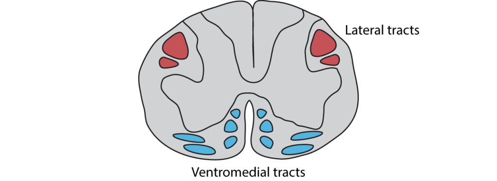 Illustration of a spinal cord with motor tracts.