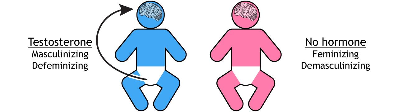 Hormone effects during development. Details in text and caption.