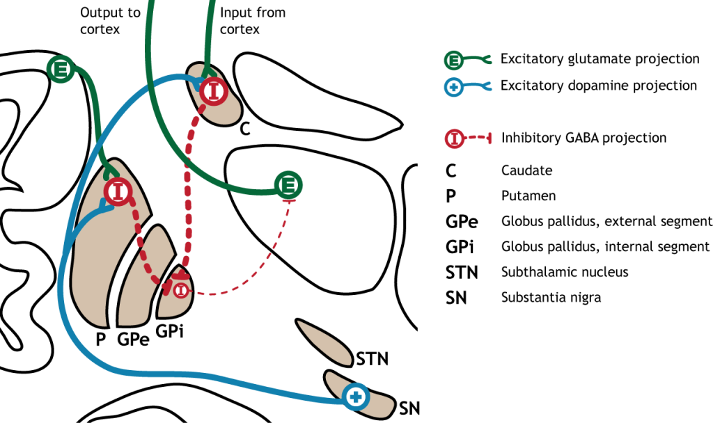 Illustration of synaptic changes in the direct pathway as a result of activation. Details in caption and text.