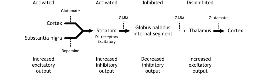 Illustration of synaptic changes in the direct pathway as a result of activation. Details in caption.