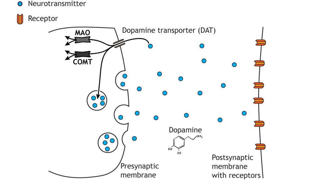 Illustrated pathway of dopamine degradation.