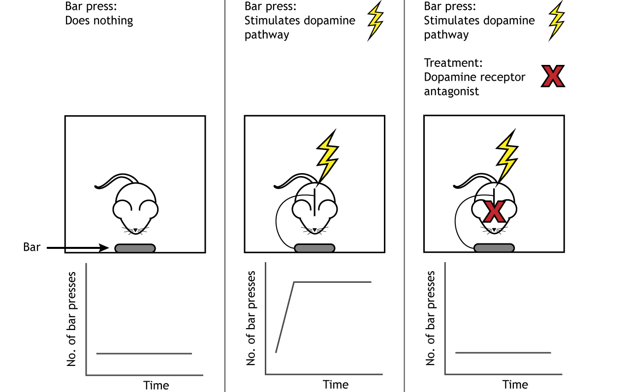 Illustration of self-stimulation experiment. Details in text and caption.