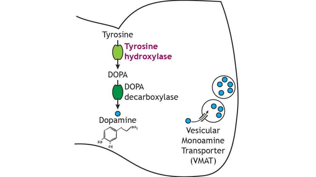 Illustrated pathway of dopamine synthesis and storage.