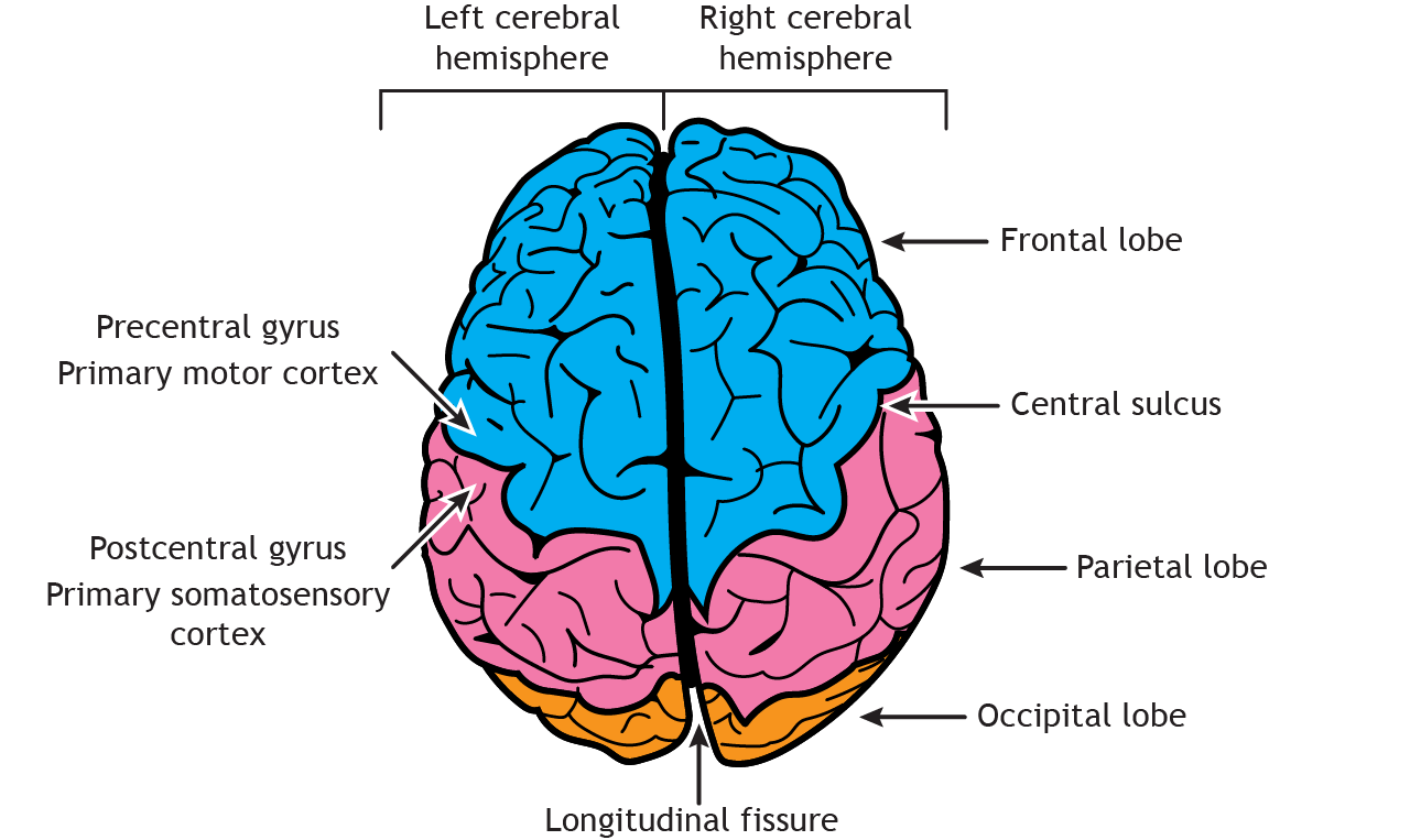 Illustration of the dorsal surface of the brain.