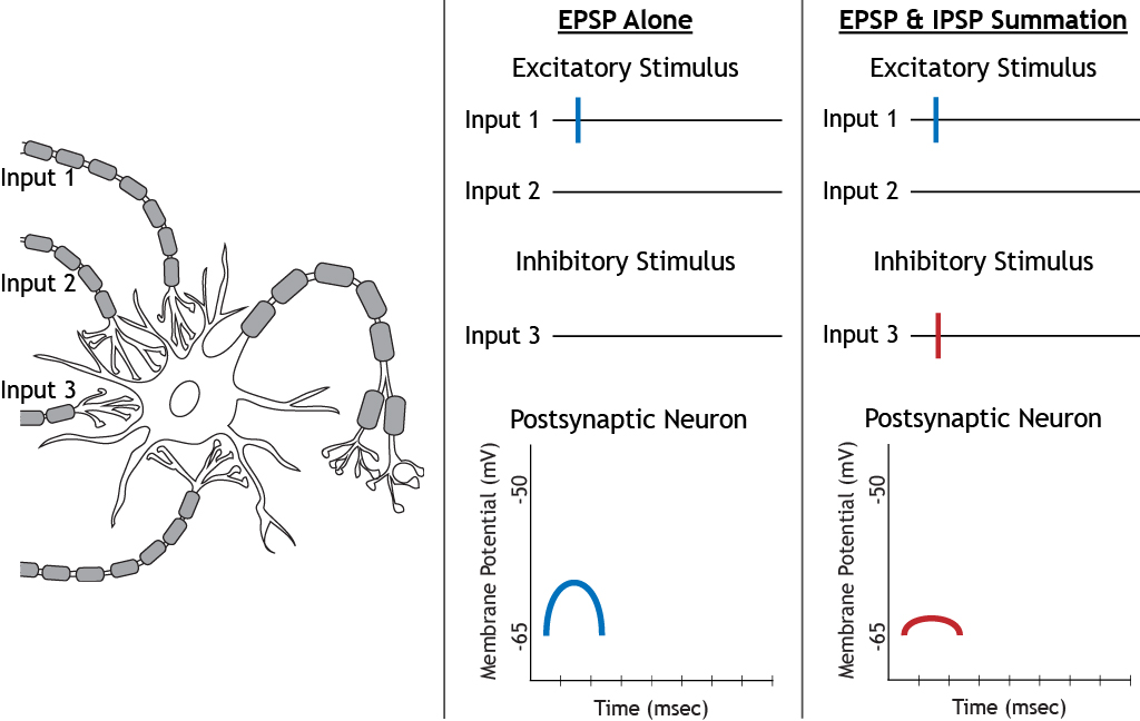 The effect of summation of excitatory and inhibitory stimuli.