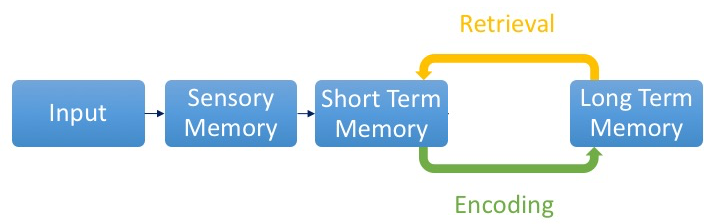 Encoding and retrieval of memory flow chart.