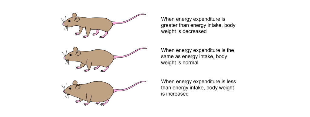 Image of how energy intake and energy expenditure relate to body weight in rats. Details in caption and text.