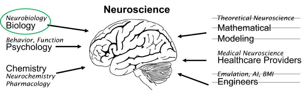 PNG image, describing the subfields of Neuroscience, and the biology part we will cover in detail