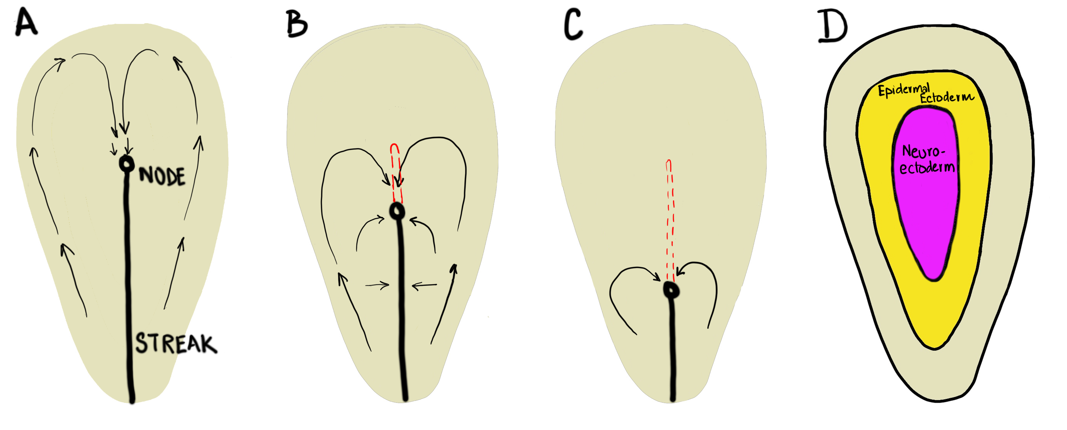 Four stages of amniote gastrulation.