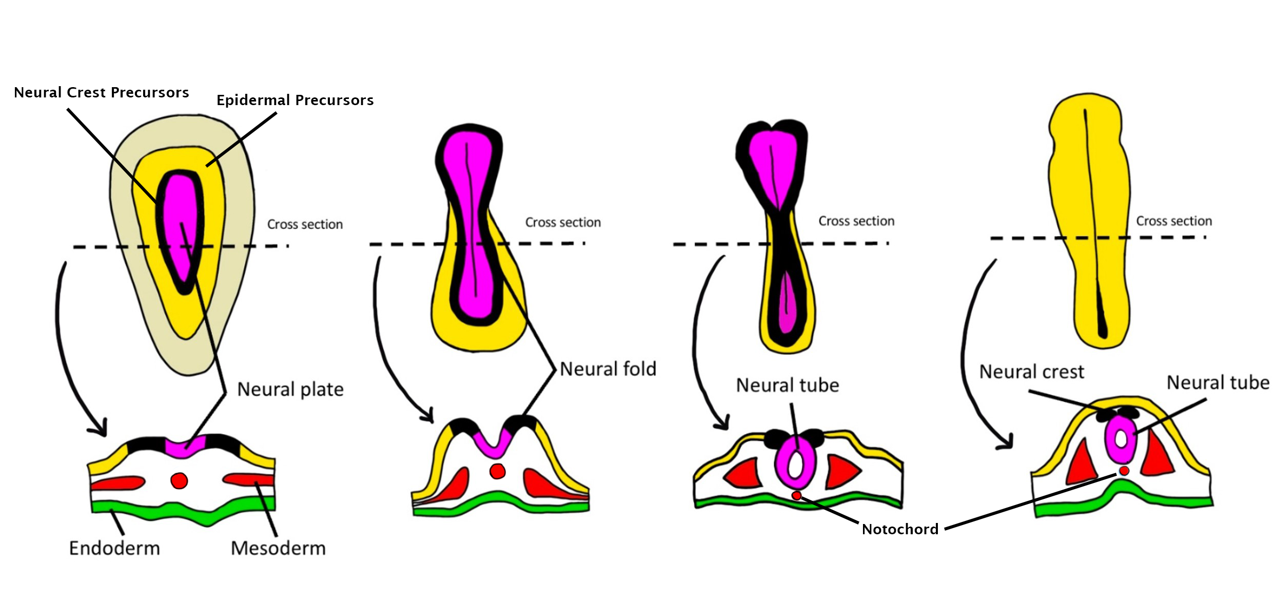 Neurulation: formation of the neural tube after gastrulation.