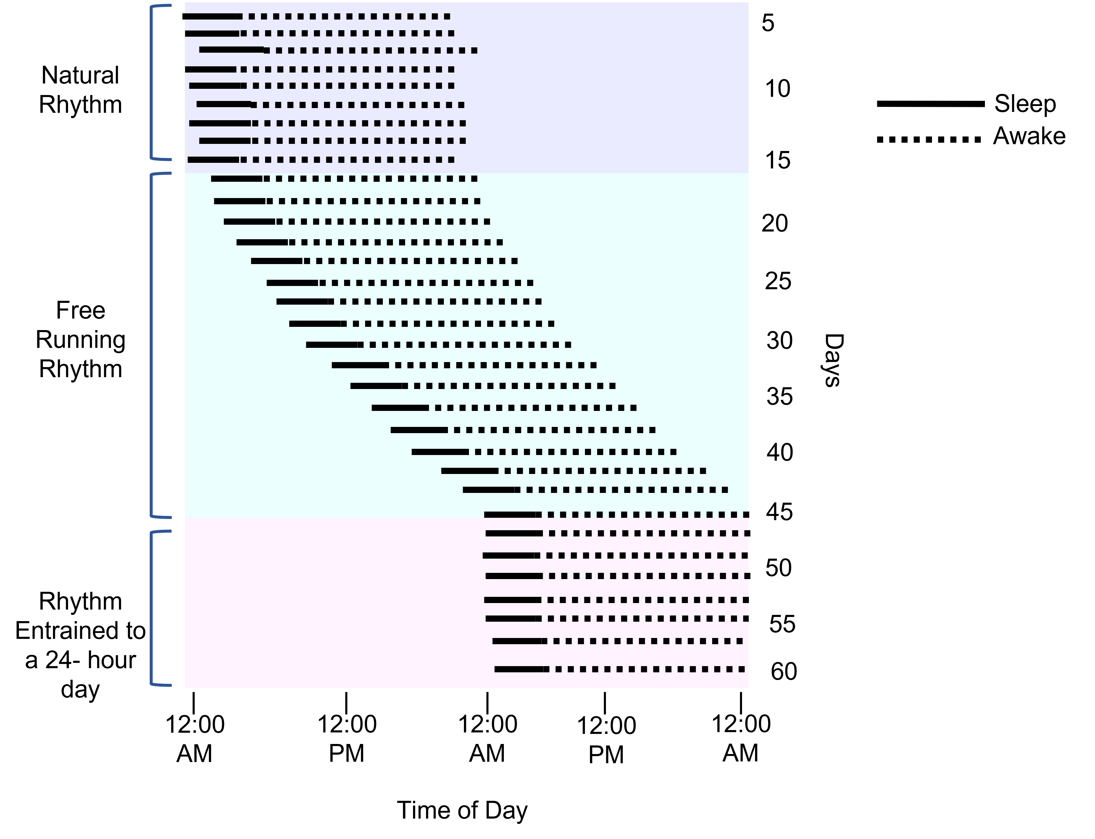 Image showing the sleep and wake cycles during periods of free running and being entrained to a 24 hour cycle.