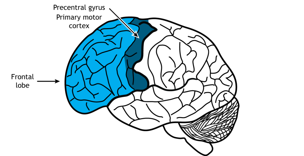 Illustration of the brain showing the frontal lobe.