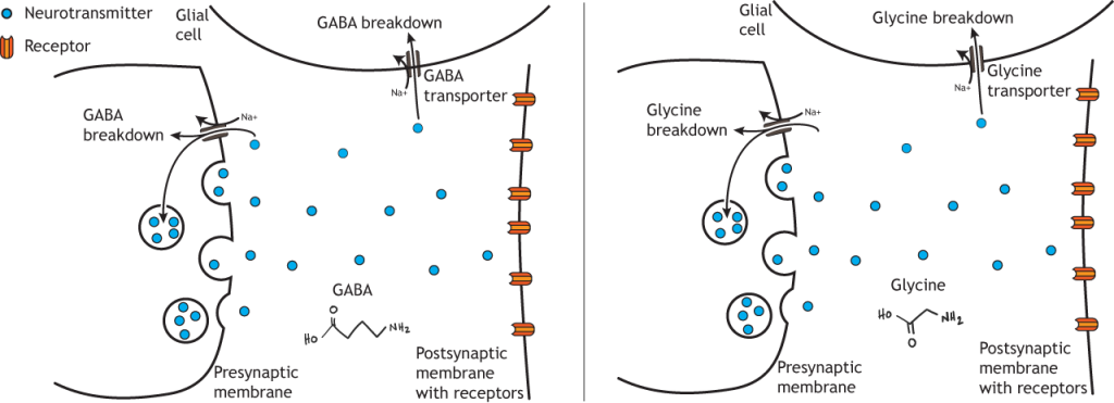 Illustrated pathway of GABA and glycine degradation.