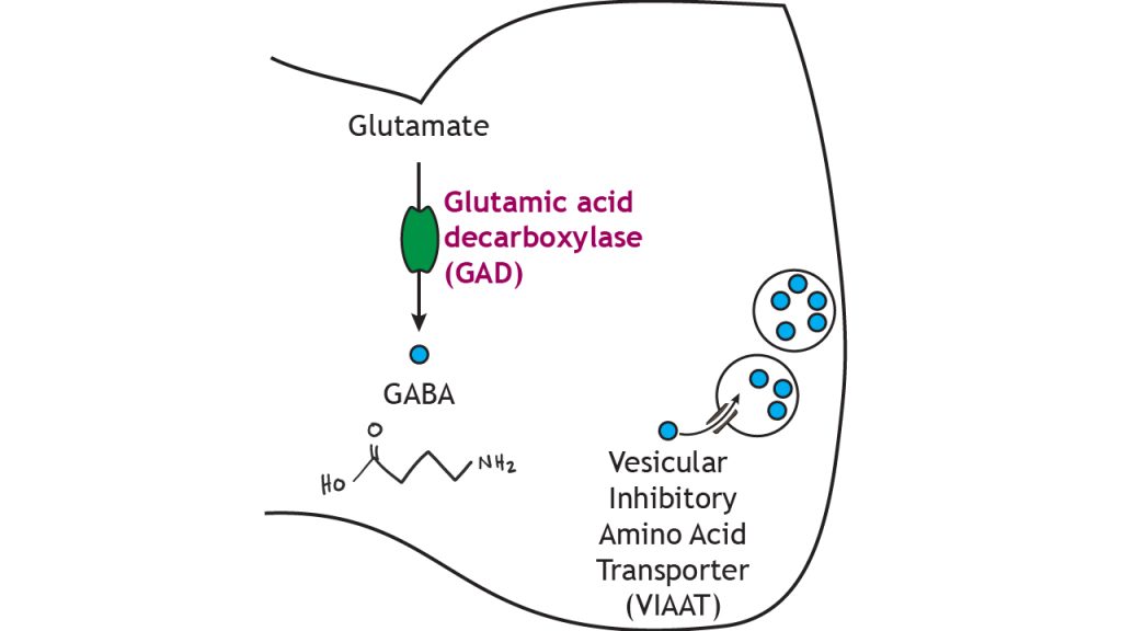 Illustrated pathway of GABA synthesis and storage.