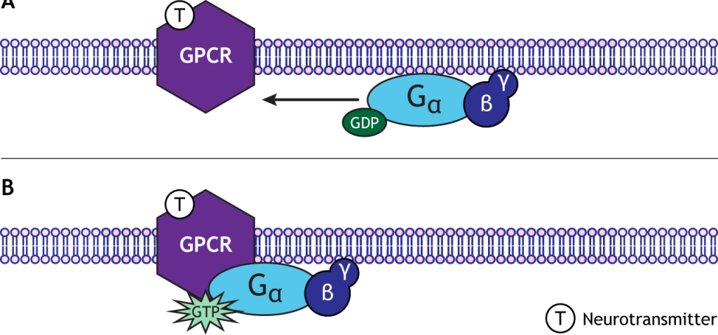 Illustrated G-protein binding to G-protein coupled receptors. Details in caption.