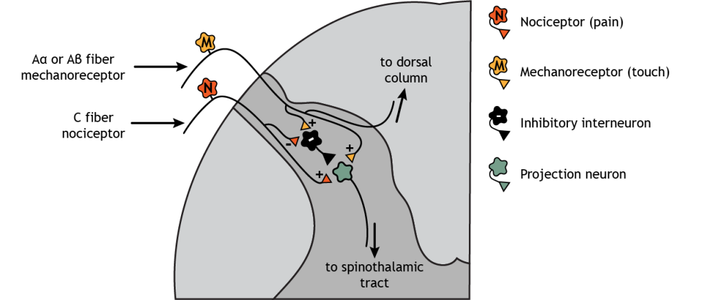 Illustration of dorsal horn in the spinal cord showing the interactions between nociceptors, mechanoreceptors, interneurons, and pain projection neurons.