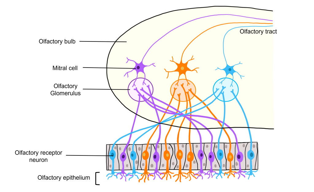 Image of olfactory receptor neurons synapsing on glomeruli within the olfactory bulb. Details in caption and text. 