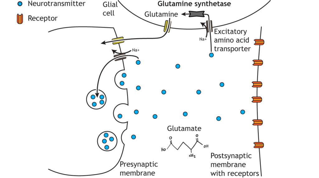 Illustrated pathway of glutamate degradation.