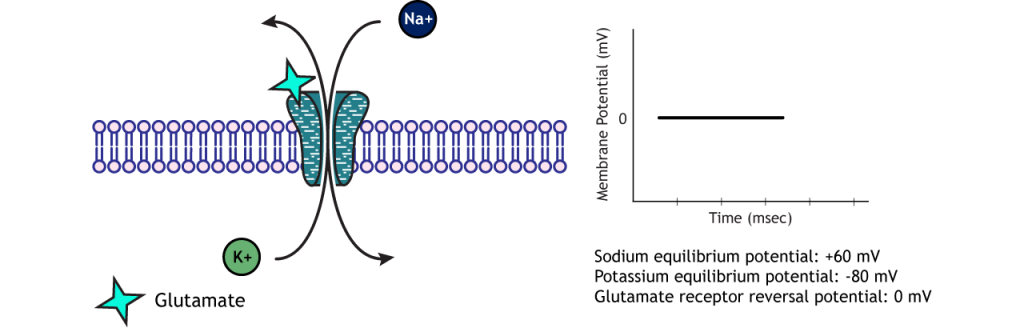 At the reversal potential, the flow of ions into and out of the cell are equal. Details in caption.