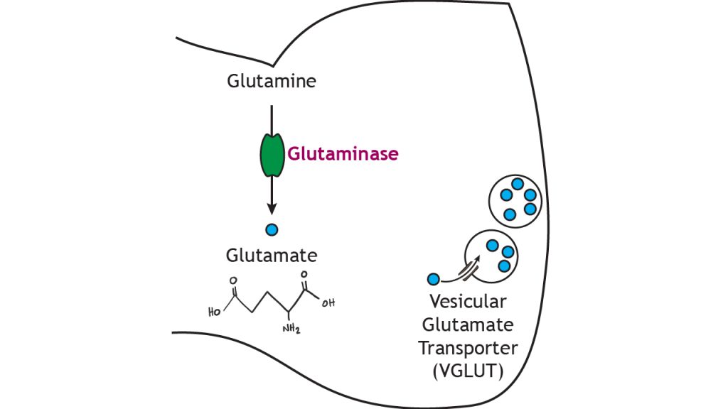 Illustrated pathway of glutamate synthesis and storage.