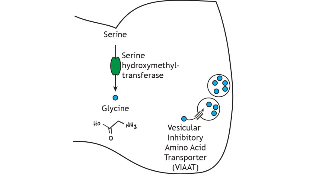 Illustrated pathway of glycine synthesis and storage.