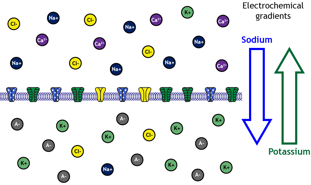 Illustrated neuron membrane at rest showing electrochemical gradients.