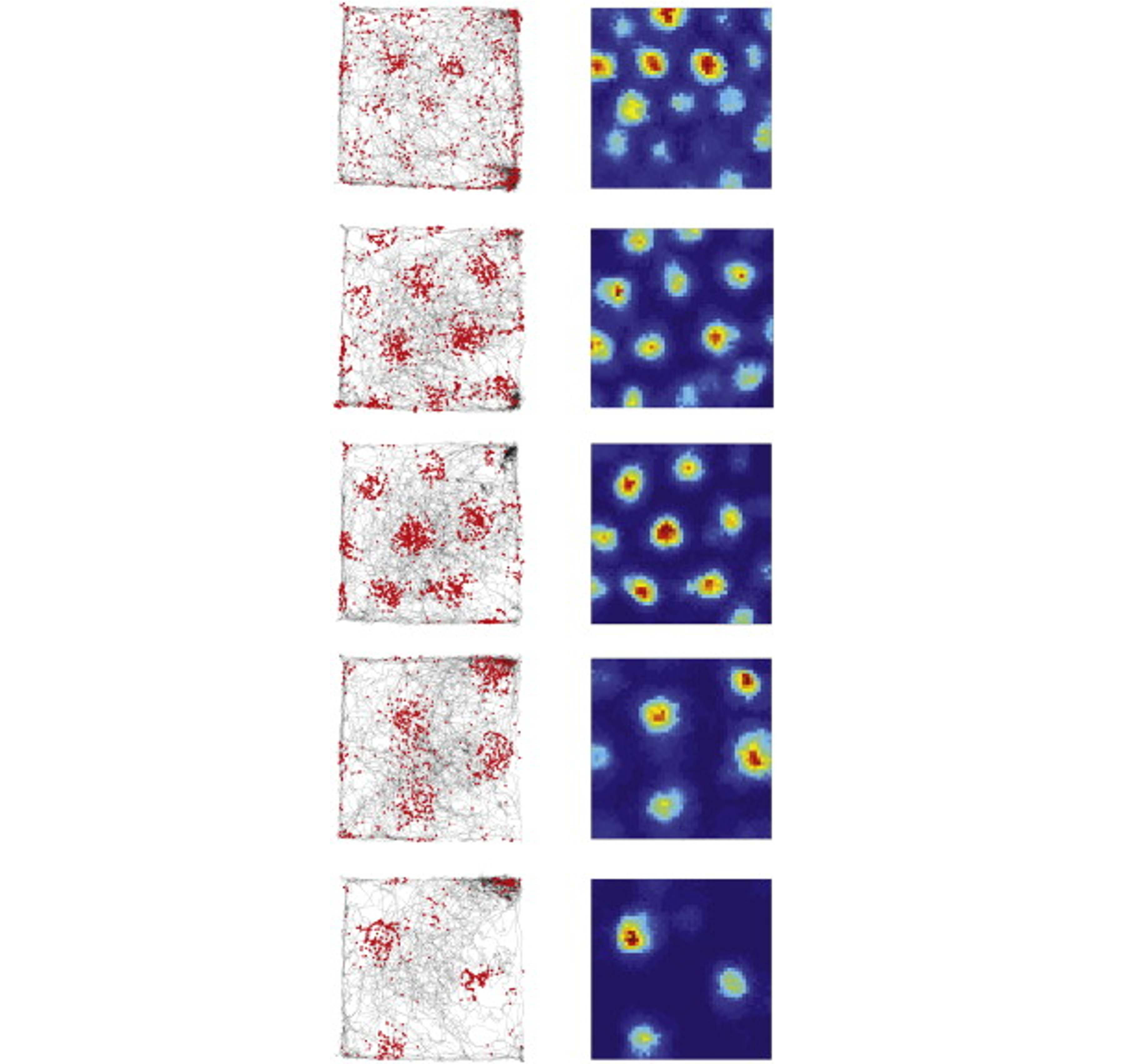 photos showing the movement of a rat, and corresponding neurological activity.