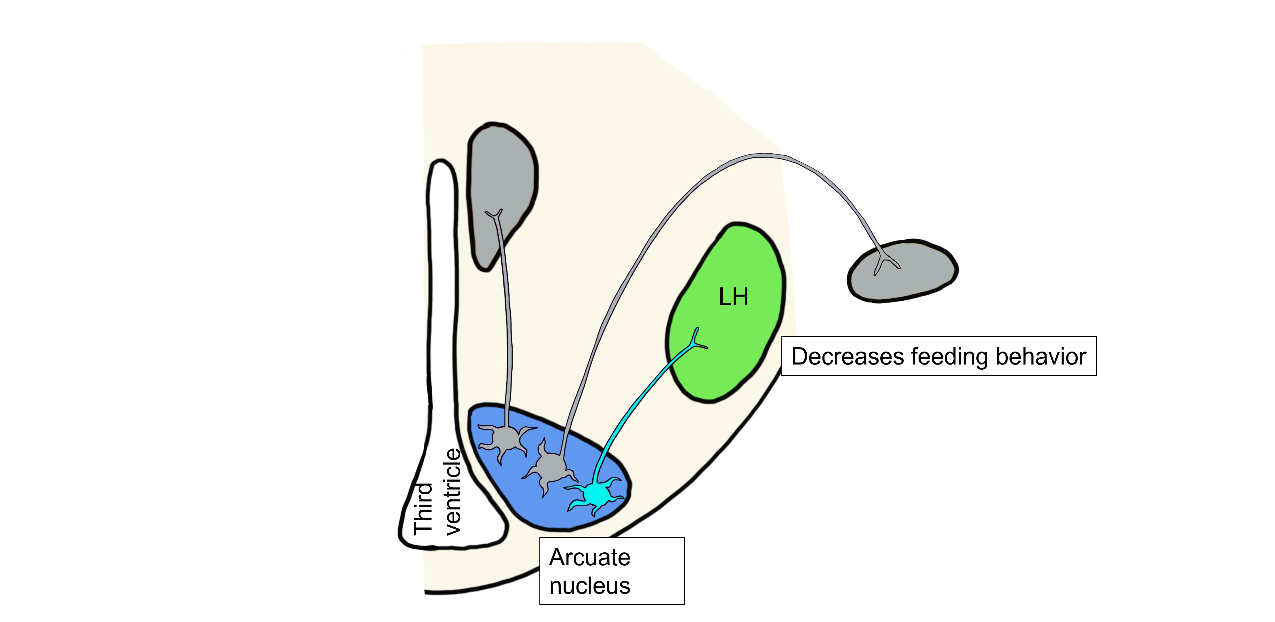 High leptin somatic motor response.