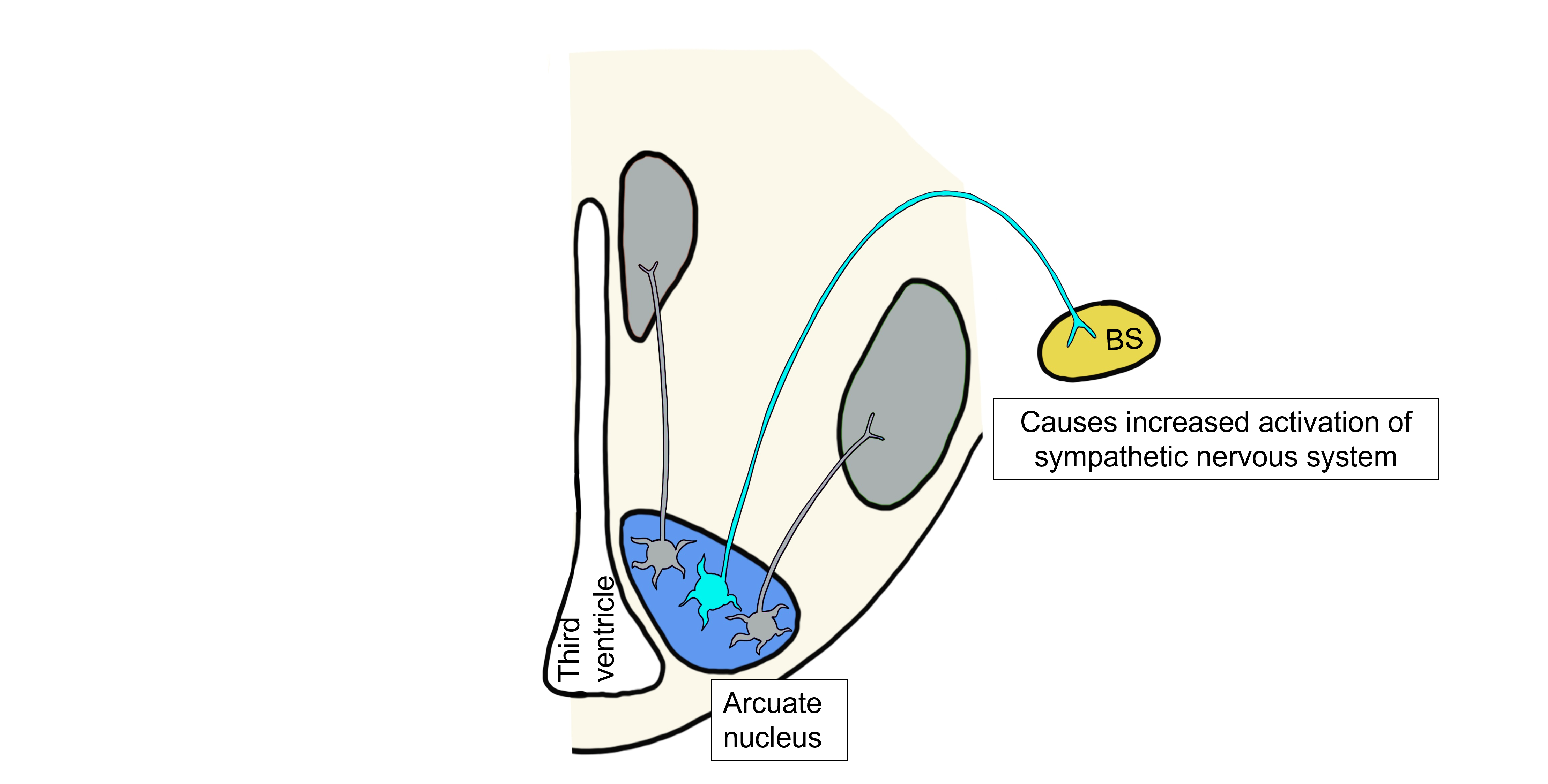 High leptin visceromotor response.