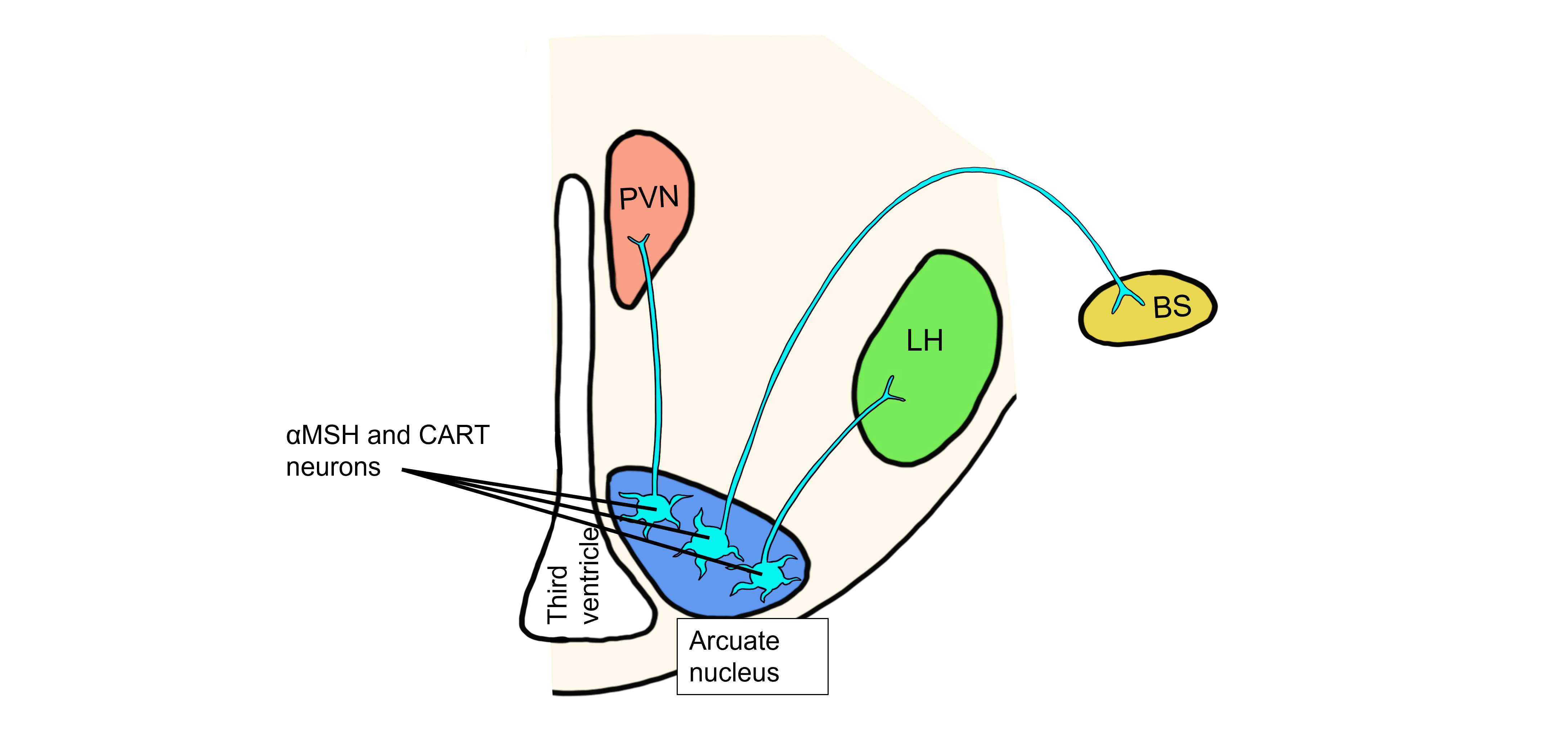 aMSH and CART projecting neurons from the arcuate nucleus.