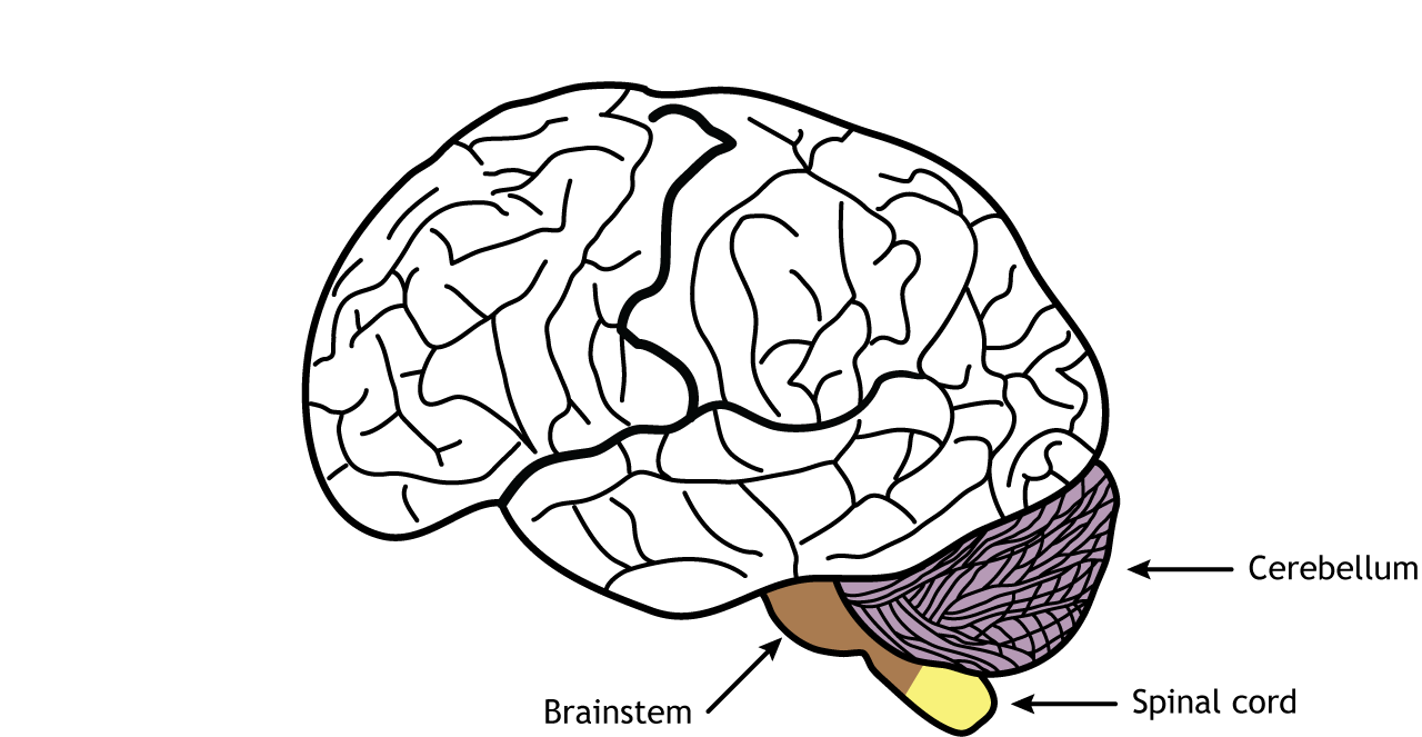 Illustration of the brain showing the cerebellum, brainstem, and spinal cord.