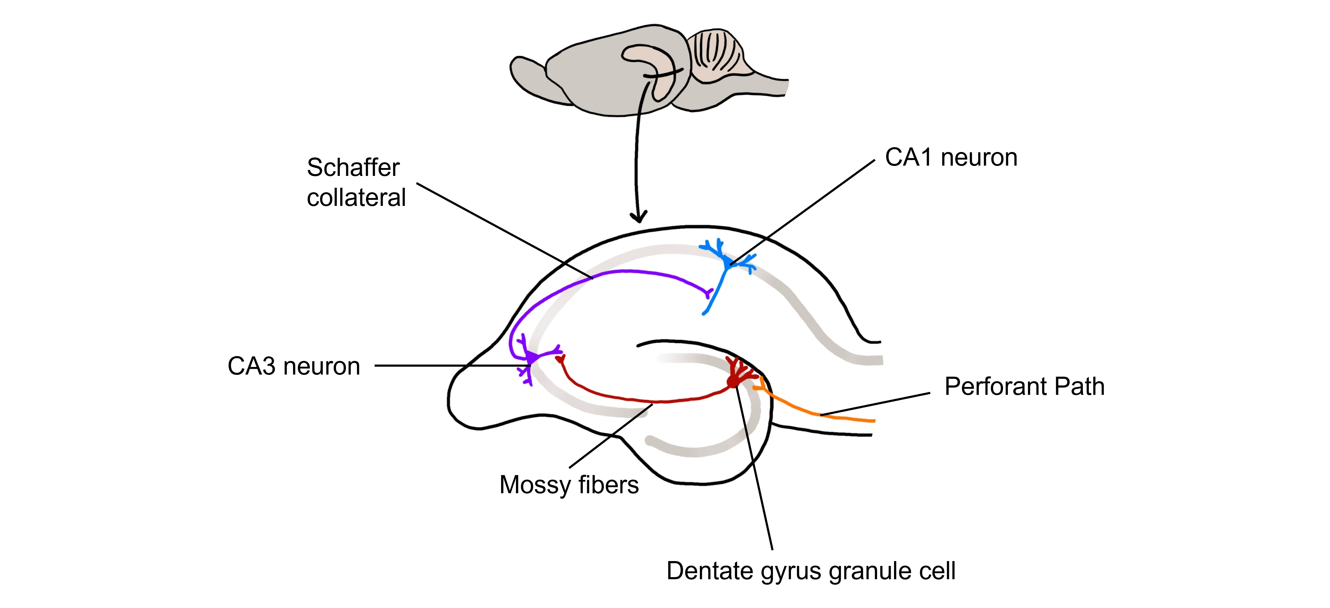 Cells and connections within the hippocampus.