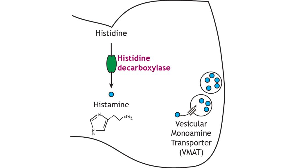 Illustrated pathway of histamine synthesis and storage.