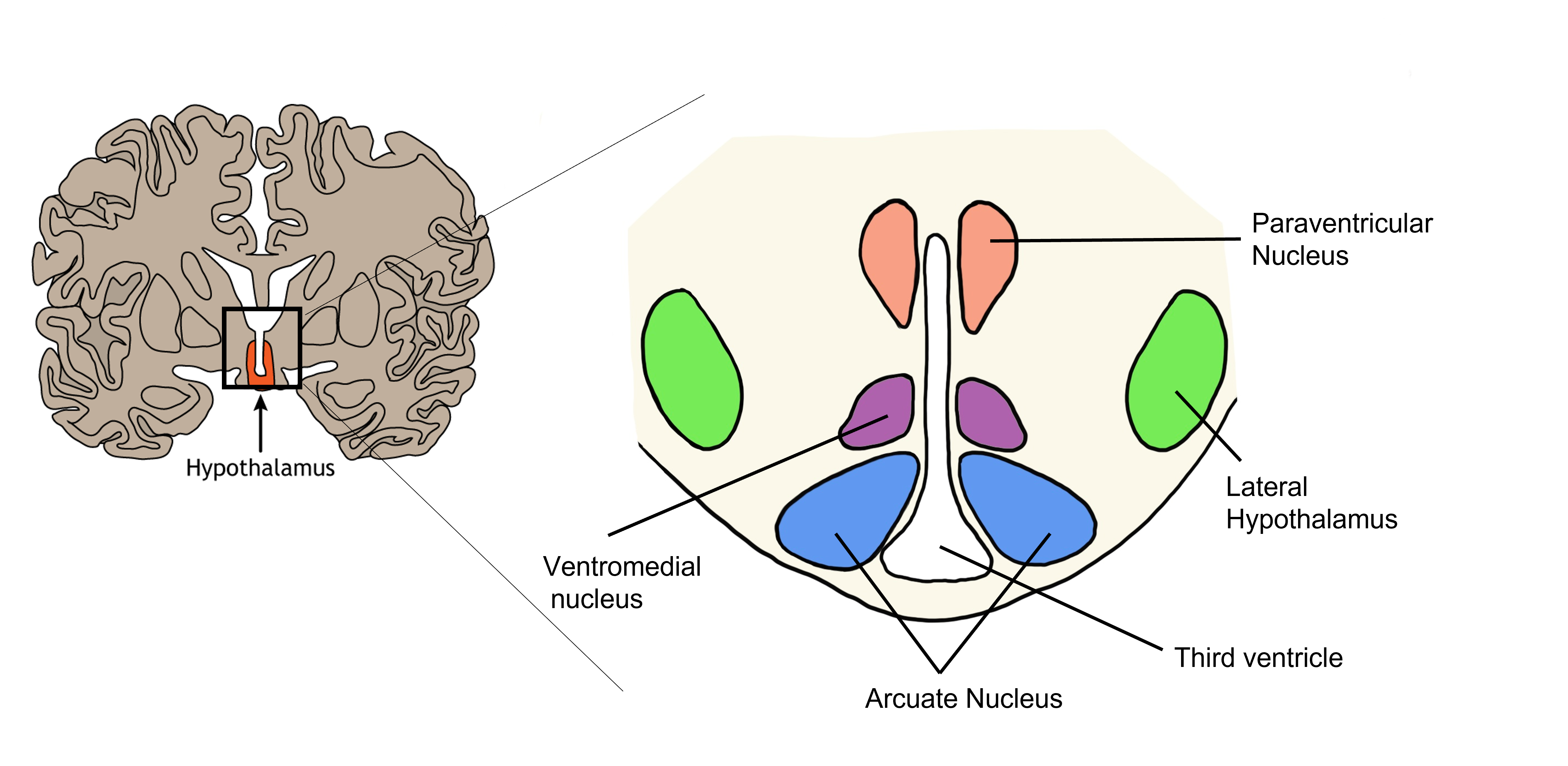 Hypothalamic nuclei.